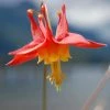 Arizona Columbine -Outdoor Garden Care Shop aquilegia desertorum 1