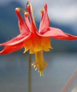 Arizona Columbine