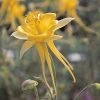 Columbine Collection -Outdoor Garden Care Shop aquilegia chrysantha 20814 1 web 2
