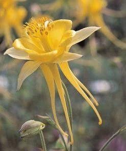 Columbine Collection