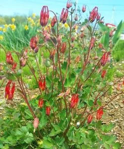 Little Lanterns Columbine 10 Little Lanterns Columbine -Outdoor Garden Care Shop aquilegia little lanterns cropped 1 1 1