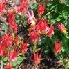 Little Lanterns Columbine -Outdoor Garden Care Shop aquilegia little lanterns jf 2