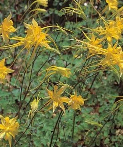 Swallowtail® Columbine