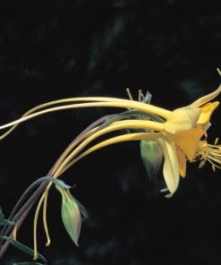 Swallowtail® Columbine -Outdoor Garden Care Shop aquilegia species swallowtail 20822 2 web 1