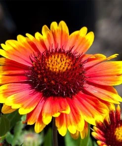 Gaillardia Collection (Blanket Flower) -Outdoor Garden Care Shop arizona sun gaillardia 1 1