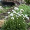 Morning Star White Armeria -Outdoor Garden Care Shop armeria maritima morning star white garden
