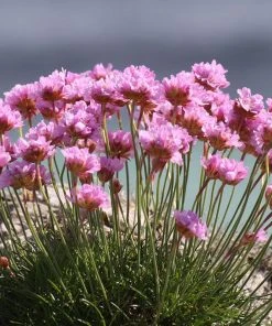 Victor Reiter Armeria -Outdoor Garden Care Shop armeria maritima victor reiter flowers growing