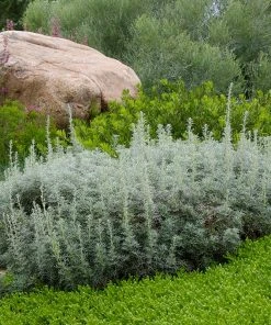 Drought Resistant Groundcover Collection -Outdoor Garden Care Shop artemi 1