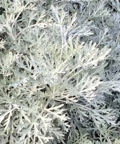 Powis Castle Artemisia -Outdoor Garden Care Shop artemisia powis castle very close