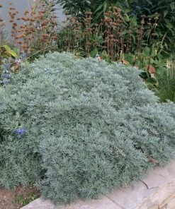 Powis Castle Artemisia -Outdoor Garden Care Shop artemisia powis castle whole plant denver botanic