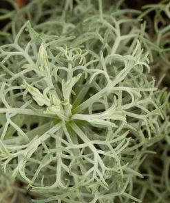 Seafoam Artemisia -Outdoor Garden Care Shop artemisia versicolor seafoam close up