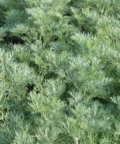 Powis Castle Artemisia