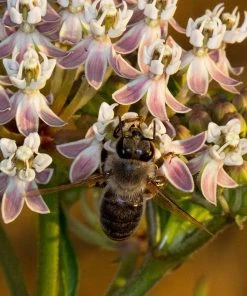 California Narrow Leaf Milkweed 14 California Narrow Leaf Milkweed -Outdoor Garden Care Shop asclepias fascicularis santa monica trails council 3 cropped