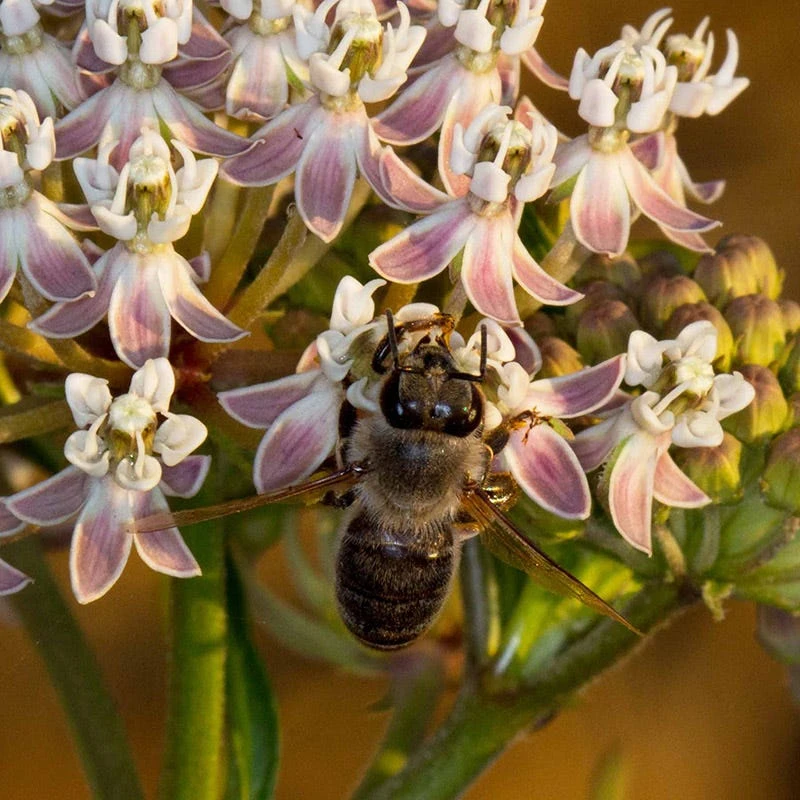 California Narrow Leaf Milkweed 8 California Narrow Leaf Milkweed - Image 6