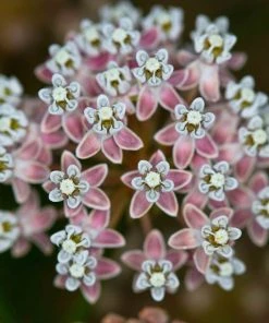 California Narrow Leaf Milkweed 11 California Narrow Leaf Milkweed -Outdoor Garden Care Shop asclepias fascicularis santa monica trails council 5 cropped