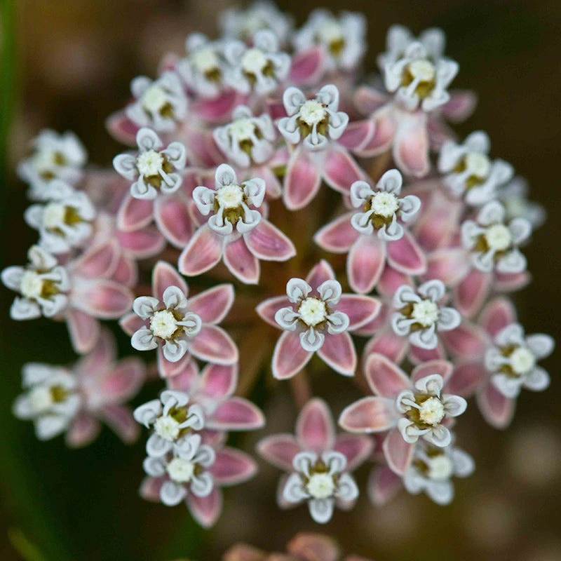 California Narrow Leaf Milkweed 5 California Narrow Leaf Milkweed - Image 3