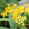 Hello Yellow Butterfly Weed -Outdoor Garden Care Shop asclepias hello yellow milkweed