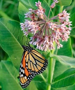 Common Milkweed 11 Common Milkweed -Outdoor Garden Care Shop asclepias syriaca 1
