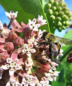 Common Milkweed 12 Common Milkweed -Outdoor Garden Care Shop asclepias syriaca 2
