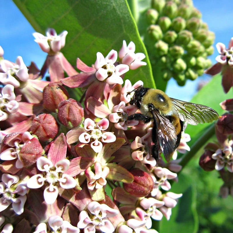 Common Milkweed 7 Common Milkweed - Image 5