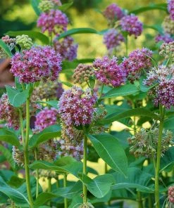 Common Milkweed 13 Common Milkweed -Outdoor Garden Care Shop asclepias syriaca 3
