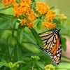 Butterfly Weed (Clay Form) -Outdoor Garden Care Shop asclepias tuberosa monarch butterly hblbjxx