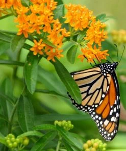 Butterfly & Bee-Friendly Collection For The West -Outdoor Garden Care Shop asclepias tuberosa monarch butterly hblbjxx 3