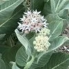 Davis Showy Milkweed -Outdoor Garden Care Shop asclepias speciosa davis close up of flower 1 2
