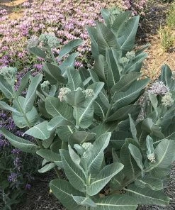 Davis Showy Milkweed -Outdoor Garden Care Shop asclepias speciosa davis whole plant 1 2
