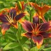 Evening Sunset Lily Bulb Collection -Outdoor Garden Care Shop asiatic lily forever susan 1 1