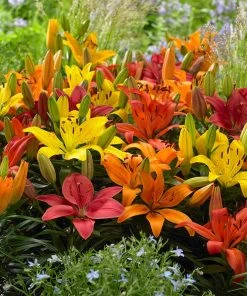 Evening Sunset Lily Bulb Collection -Outdoor Garden Care Shop asiatic lily mix flowers garden