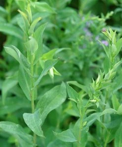 Bluebird Smooth Aster 9 Bluebird Smooth Aster -Outdoor Garden Care Shop ast laev bluebird foliage northcreek nurseries cropped