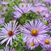 Raydon's Favorite Aromatic Aster -Outdoor Garden Care Shop ast oblo raydonsfavorite northcreek nurseries cropped