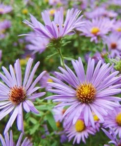 Superstar Aster Collection -Outdoor Garden Care Shop ast oblo raydonsfavorite northcreek nurseries cropped 2