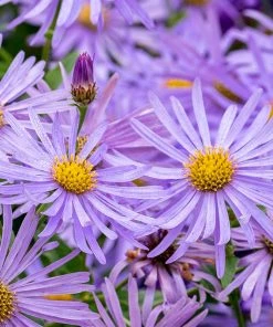 Monch Frikart's Aster 8 Monch Frikart's Aster -Outdoor Garden Care Shop aster x frikartii m nch flower close up