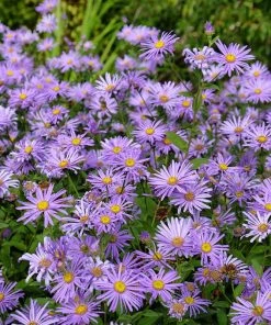 Monch Frikart's Aster 9 Monch Frikart's Aster -Outdoor Garden Care Shop aster x frikartii m nch flowers garden
