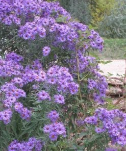 Professor Kippenberg New York Aster 7 Professor Kippenberg New York Aster -Outdoor Garden Care Shop aster novi belgii professor kippenberg web
