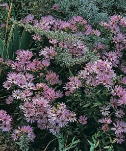 Dream Of Beauty Aromatic Aster