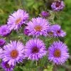 Purple Dome New England Aster -Outdoor Garden Care Shop aster purple dome close up cropp