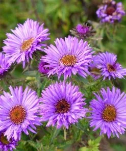 Summer Dreams Pre-Planned Garden -Outdoor Garden Care Shop aster purple dome close up cropped 1