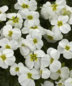 Axcent™ White Aubrieta
