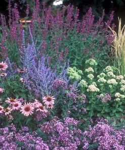 August Afternoons Pre-Planned Garden -Outdoor Garden Care Shop august afternoons garden hero 2