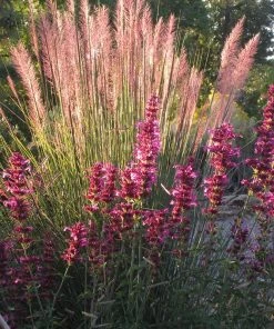 Ava Agastache -Outdoor Garden Care Shop ava agastache w muhly pink flamingo