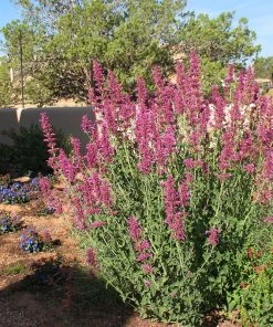 Ava Agastache -Outdoor Garden Care Shop ava agastache wall