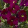 Axcent™ Burgundy Aubrieta -Outdoor Garden Care Shop axcent burgundy rock cress