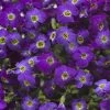 Axcent™ Deep Purple Aubrieta -Outdoor Garden Care Shop axcent deep purple rock cress 1