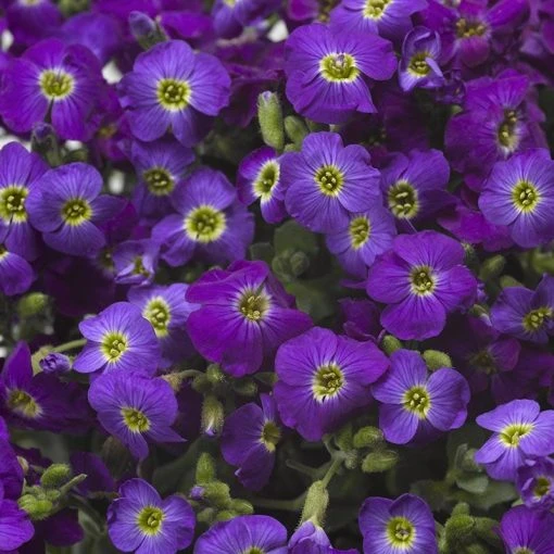 Axcent™ Deep Purple Aubrieta 4 Axcent™ Deep Purple Aubrieta -Outdoor Garden Care Shop axcent deep purple rock cress 1