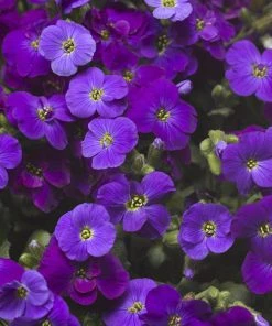 Axcent™ Deep Purple Aubrieta -Outdoor Garden Care Shop axcent deep purple rock cress 2