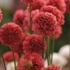 Ballerina Red Armeria -Outdoor Garden Care Shop ballerina red armeria 1