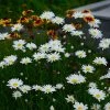 Becky Shasta Daisy -Outdoor Garden Care Shop becky shasta daisy with blanket flower
